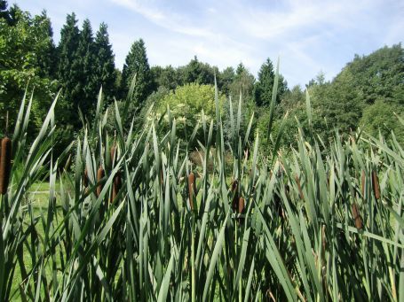 Nettetal-Kaldenkirchen : Geo-hydrologischer Wassergarten
